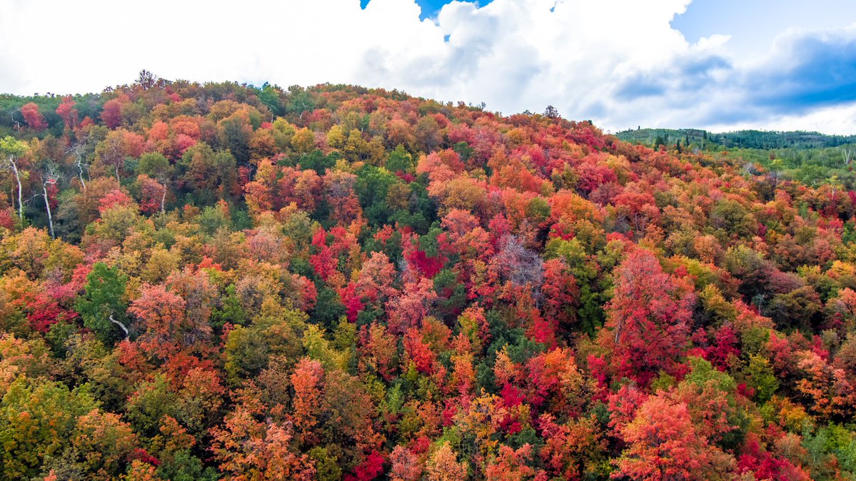 KUTV2News's tweet photo. Fall colors are coming in fast in the Wasatch mountains!🍁

📍Cascade Springs Scenic Drive
📷Chris Williams via https://t.co/cvSNrkp01q https://t.co/8hcfWkXzDs