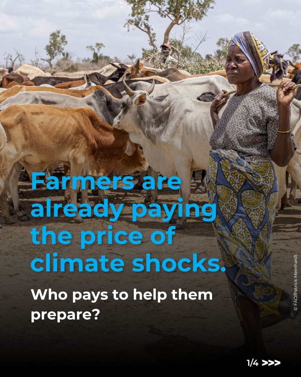 FAO's tweet photo. Droughts, floods and #ExtremeHeat are already affecting the people who produce our food.

Here’s why agriculture and food security must be central to #ClimateAction, helping communities prepare, adapt and protect their livelihoods.

#ClimateFinance https://t.co/9ruVWmWYD6