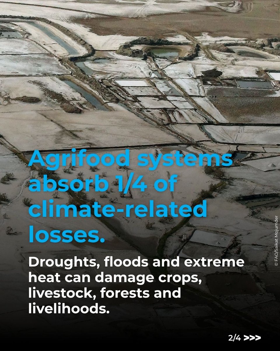 FAO's tweet photo. Droughts, floods and #ExtremeHeat are already affecting the people who produce our food.

Here’s why agriculture and food security must be central to #ClimateAction, helping communities prepare, adapt and protect their livelihoods.

#ClimateFinance https://t.co/9ruVWmWYD6