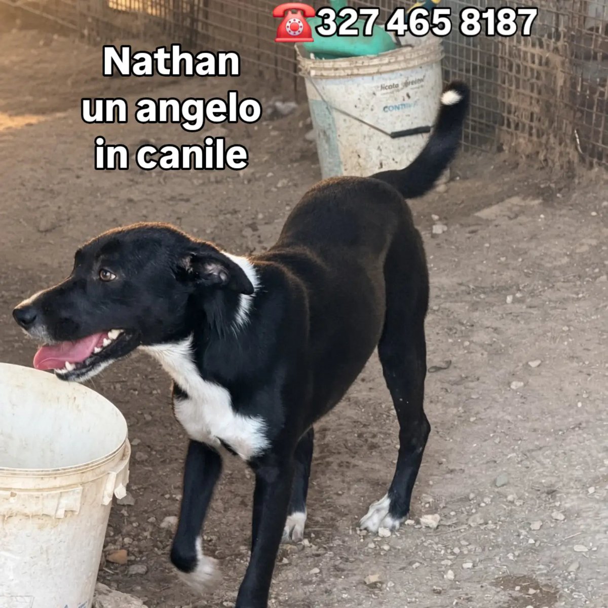 GretaFanti's tweet photo. Tanti post per lui quando era un batuffolo, poi una famiglia che ha giurato amore per sempre,ma erano bugie. Lo hanno riportato in rifugio,Nathan è buono con tutti anche con i gatti ha 10 mesi, sui 18 kg. Sicilia,adozione centro nord Italia. Inviare whatsapp  3274658187
#adozione https://t.co/rcsVL30w7p