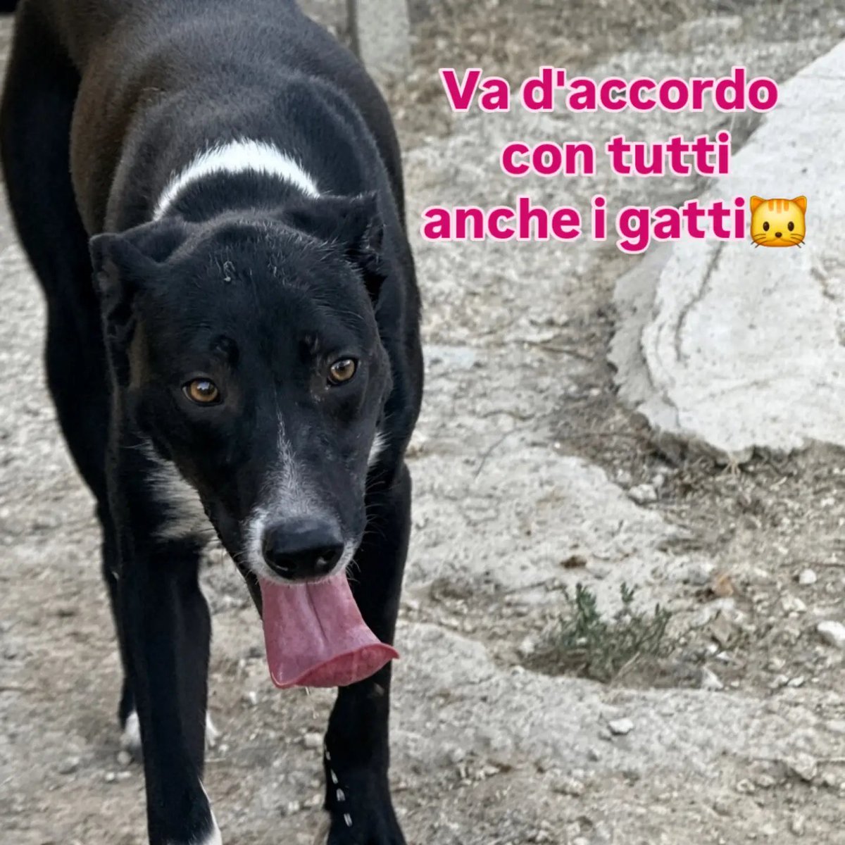 GretaFanti's tweet photo. Tanti post per lui quando era un batuffolo, poi una famiglia che ha giurato amore per sempre,ma erano bugie. Lo hanno riportato in rifugio,Nathan è buono con tutti anche con i gatti ha 10 mesi, sui 18 kg. Sicilia,adozione centro nord Italia. Inviare whatsapp  3274658187
#adozione https://t.co/rcsVL30w7p