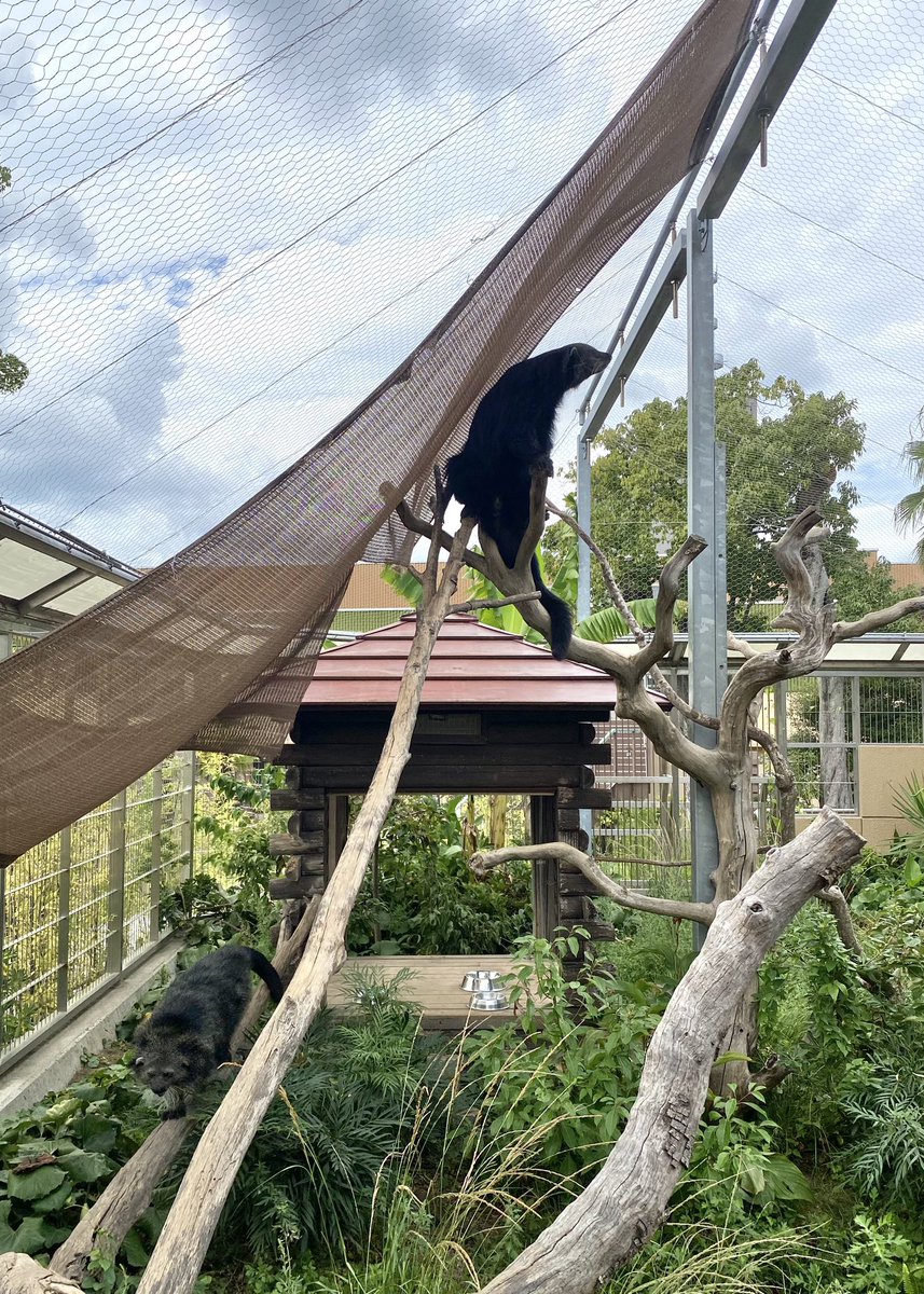 TOKUYAMA_ZOO's tweet photo. ウダーラが風を感じている姿はとても魅力的。
そんなウダーラを素通りしておやつですかと確認に来るひなたも魅力的。

#徳山動物園　#ビントロング　#ウダーラ　#ひなた　#魅力 https://t.co/pWkV02wWBy