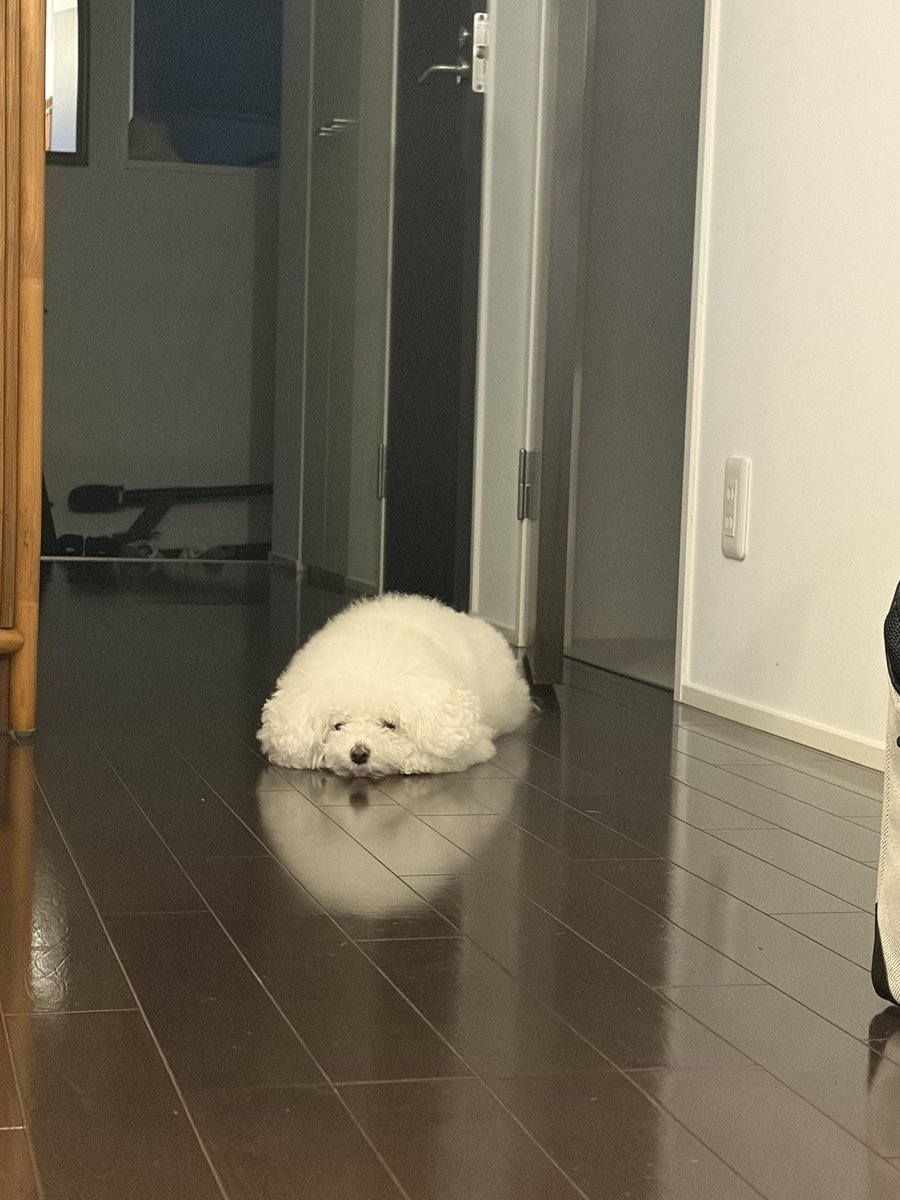 hkr_jgimsld's tweet photo. ↓なんと、全く忙しくない犬 https://t.co/9rbvDPzimP