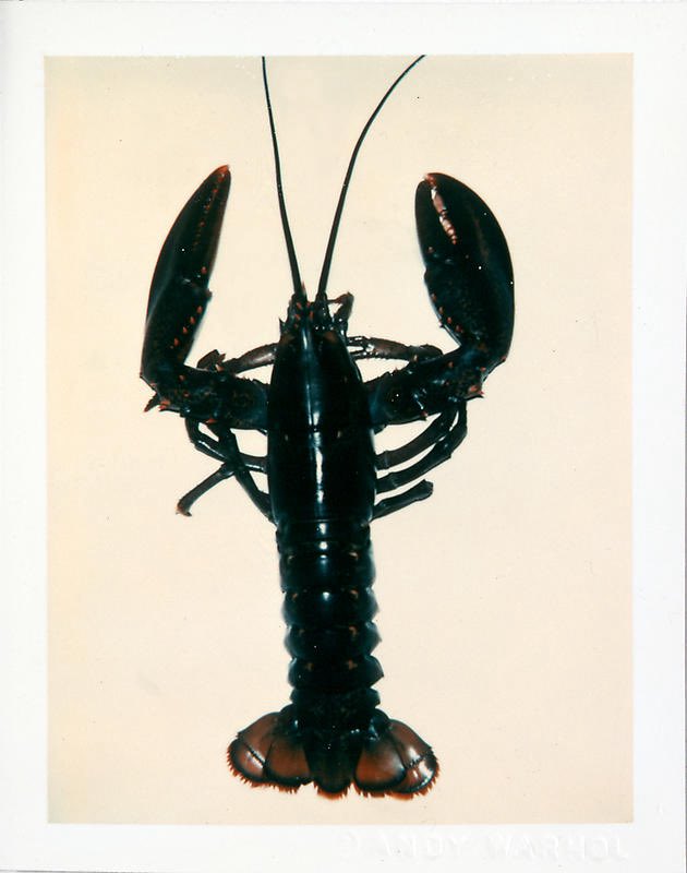 fiorisartorial's tweet photo. Andy Warhol, Lobster, 1982. https://t.co/tUoJfBF85A