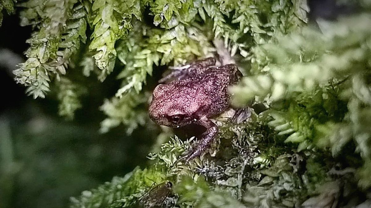 light_in_flight's tweet photo. Tiny Inhabitant of a Mossy Shore

Plesetskaya Shchel Gorge, Russia
July 8, 2022

#LightInFauna #WildlifePhotography #TwitterNatureCommunity https://t.co/dGxUxIgLXf