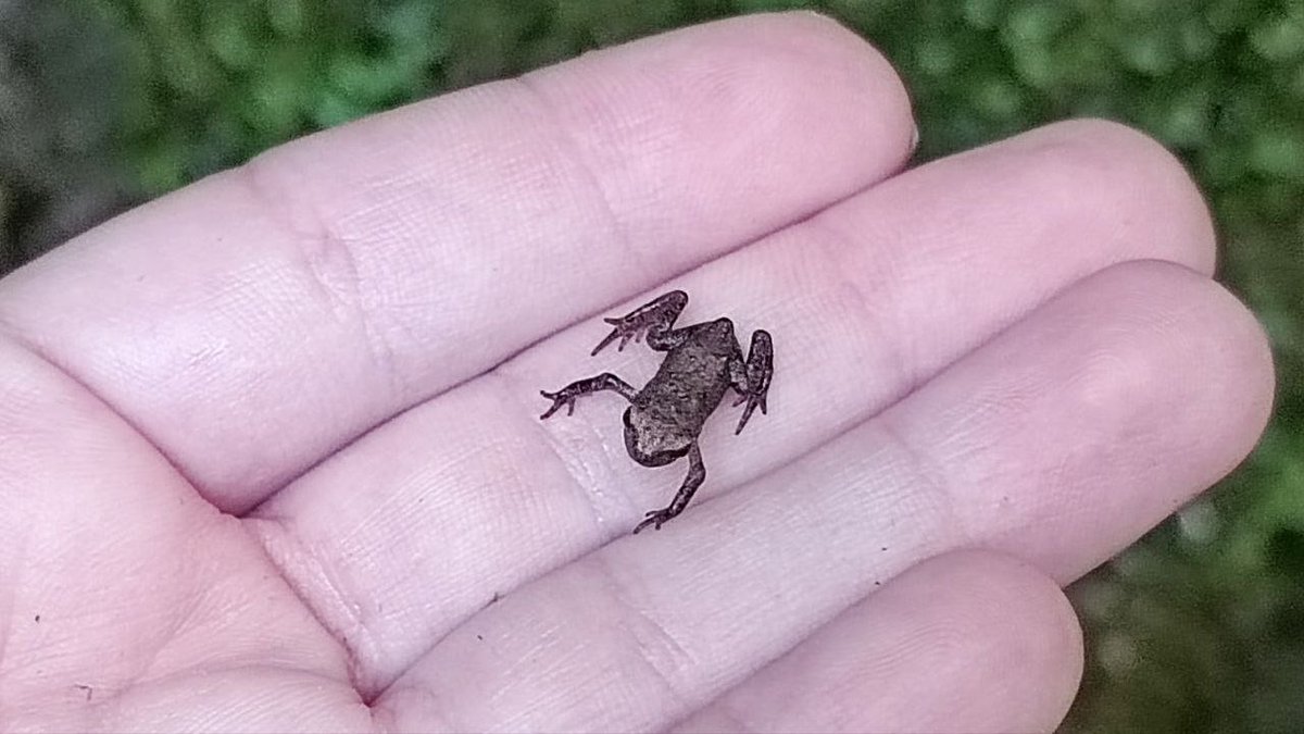 light_in_flight's tweet photo. Tiny Inhabitant of a Mossy Shore

Plesetskaya Shchel Gorge, Russia
July 8, 2022

#LightInFauna #WildlifePhotography #TwitterNatureCommunity https://t.co/dGxUxIgLXf