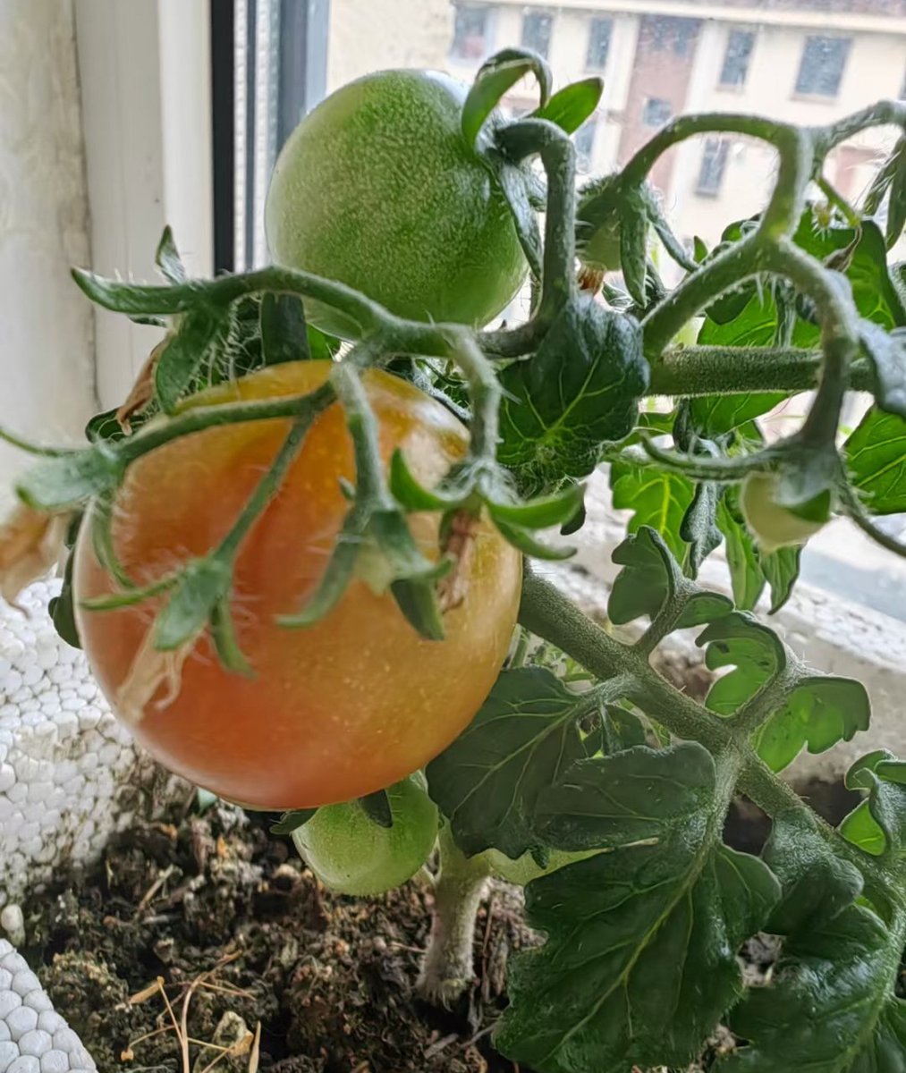 ViHoevelpb's tweet photo. Just tried the new organic cherry tomatoes from the local farm—super juicy, sweet, and zero weird aftertaste! Perfect for salads or snacking straight. Will definitely restock. https://t.co/o8daLlaMiR