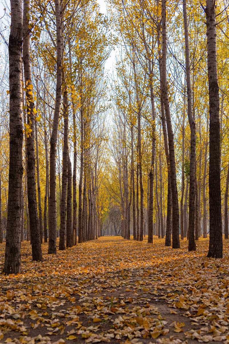 larkp416031's tweet photo. [Cool autumn breeze and golden leaves �� perfect for a morning walk! ]， https://t.co/OfAMJfoS96