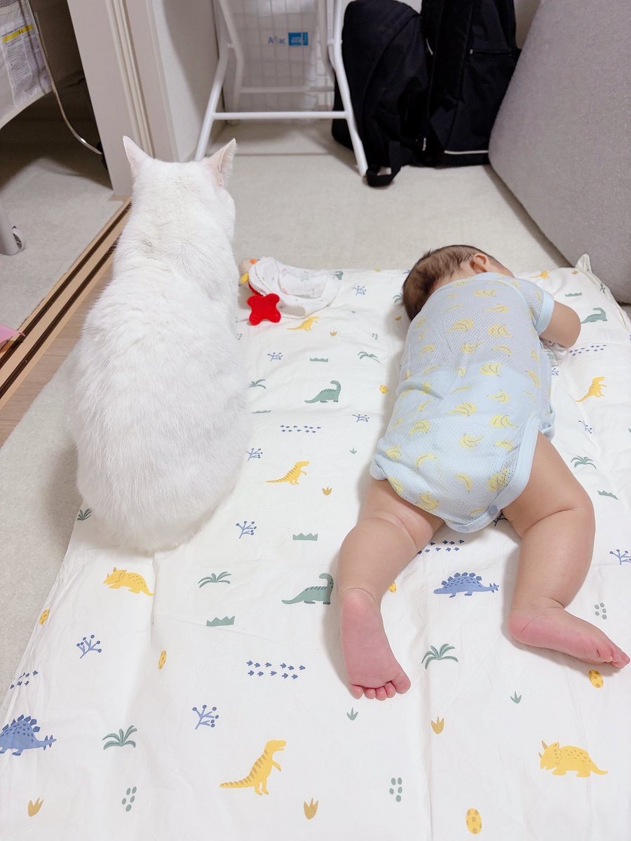 ognir__1995's tweet photo. かわちい https://t.co/GKhj480Qt2