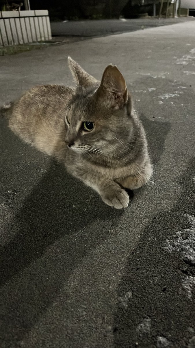 occhiki2's tweet photo. こいつと30分くらい一緒にいた https://t.co/MgoiLx2n7s