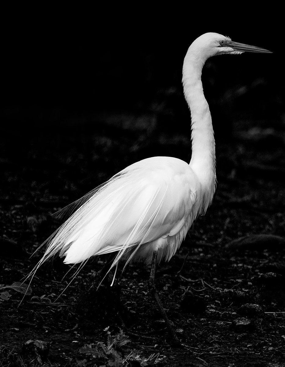 Kristin_Mae's tweet photo. Some photos are destined for black and white. https://t.co/h6EQ0uzTyf