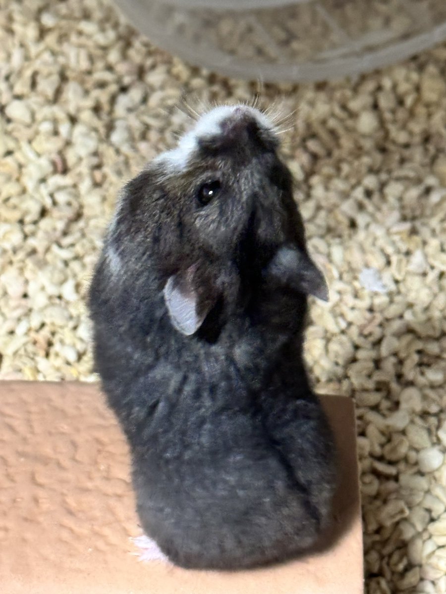 HAKAION's tweet photo. 先生🐹は今日も元気
今日もキツイ指導を頂き、噛まれた指が痛い

それと、新入りのヴェル https://t.co/4NPR5tmPIc