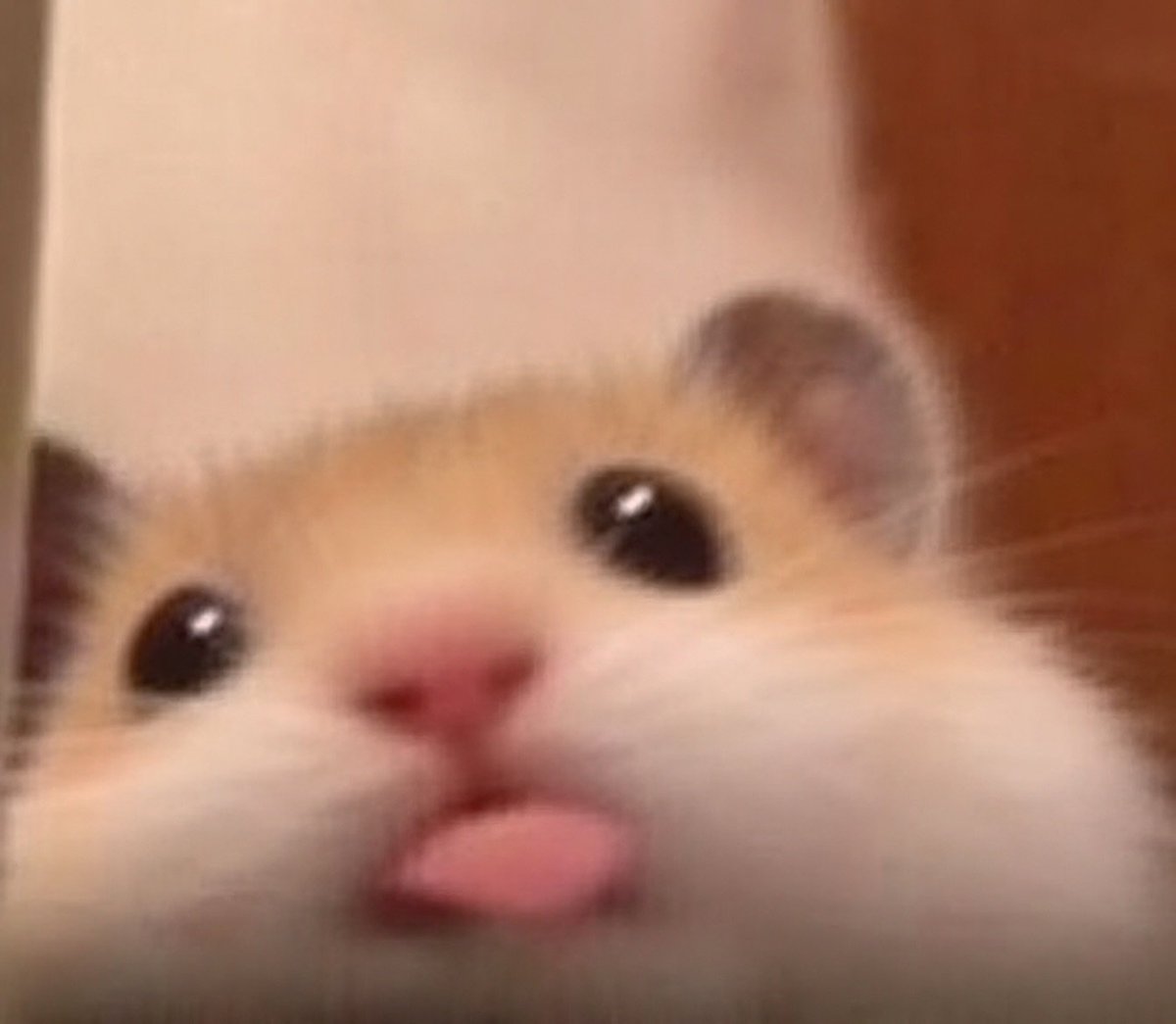 TweetsOfHamster's tweet photo. P https://t.co/Ni8JbHIUya
