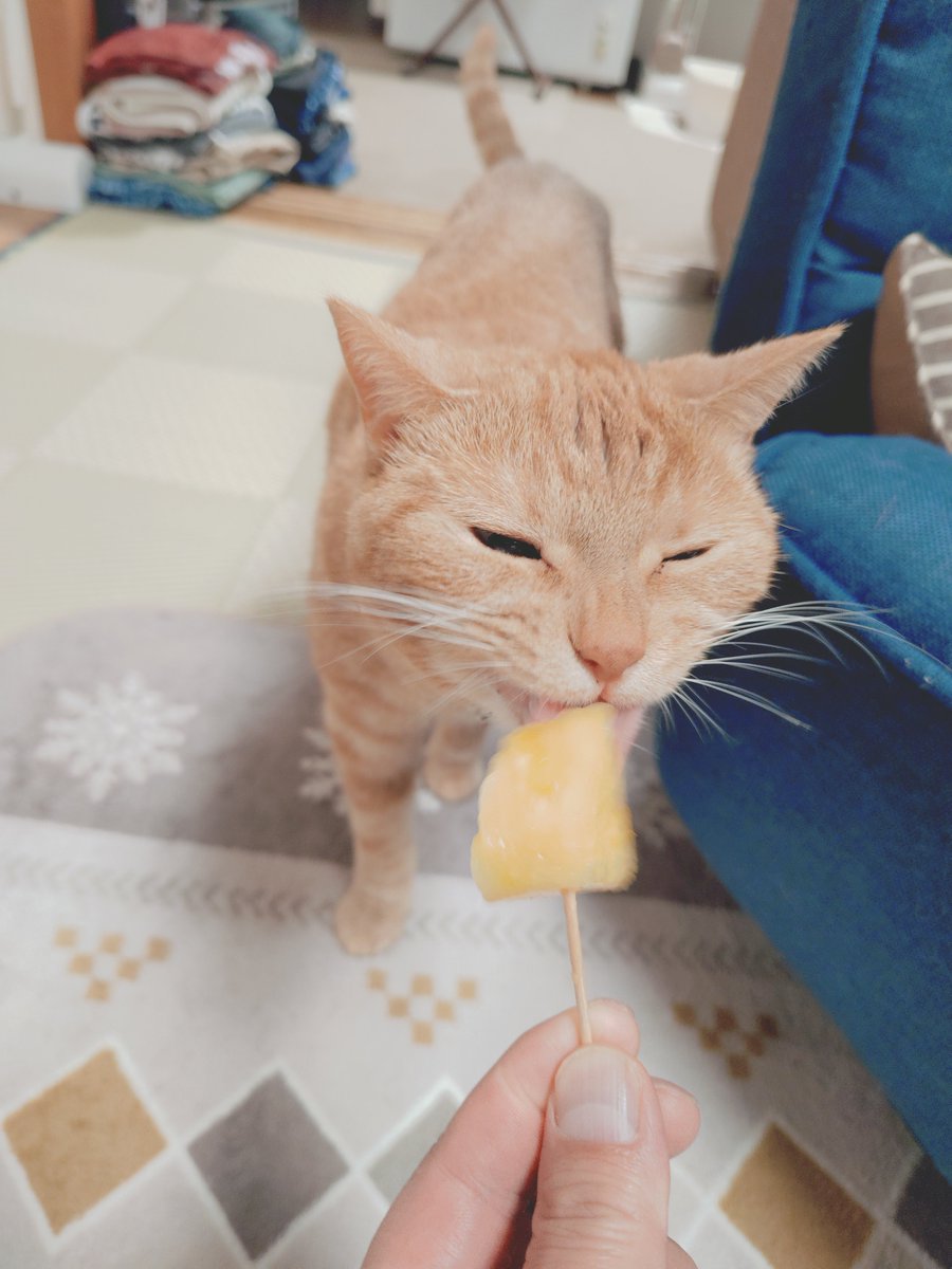 GoldMomonga's tweet photo. 食欲の秋🍁 デ��ートのぶどう🍇は食べれないからパイナップル🍍を試食😊
お気に召したようです🙌
#猫好きさんと繫がりたい𓏲𓎨 
#ねこのいる幸せ 
#猫のいる暮し 
#マンチカン #茶トラ https://t.co/yPDKISdHtb