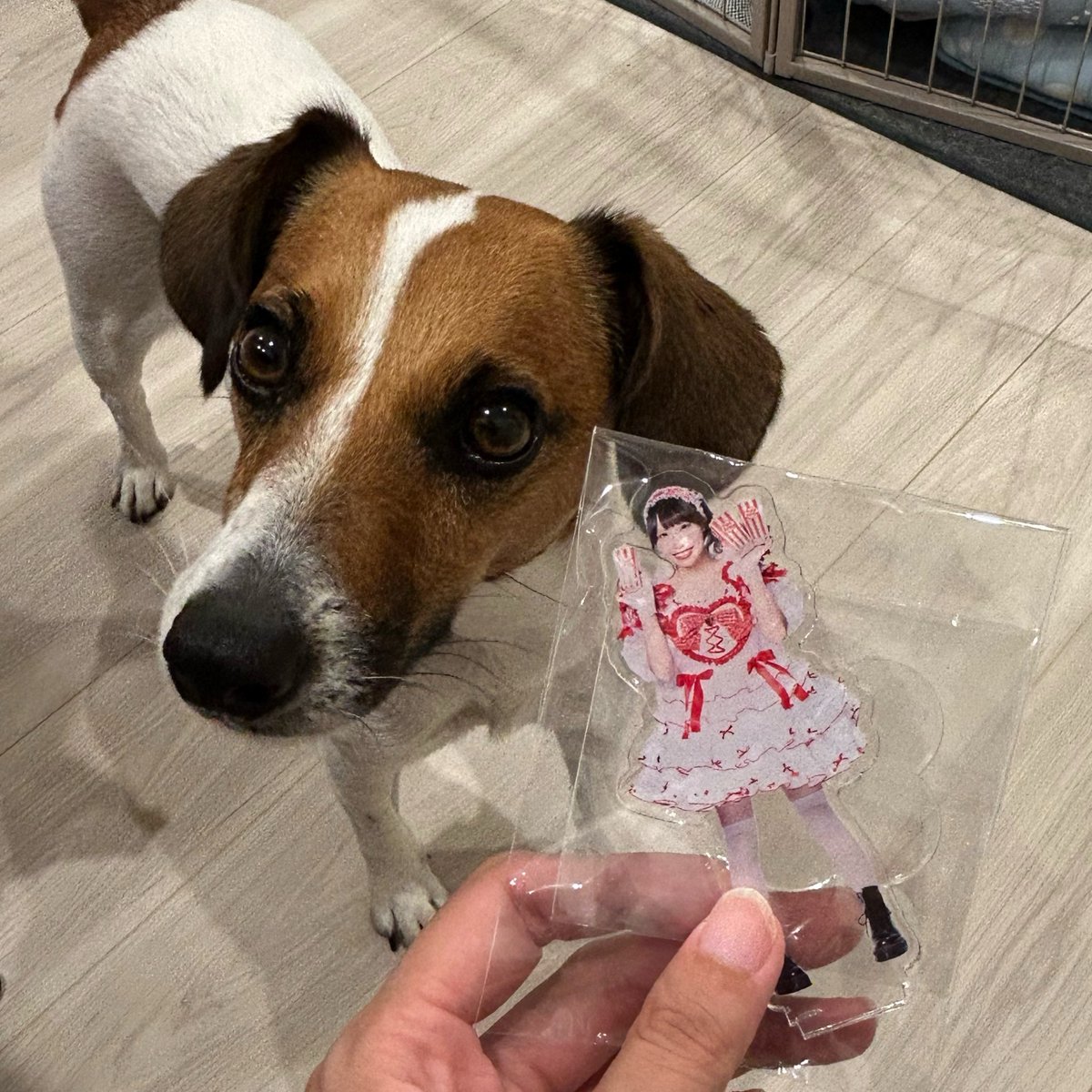 ofton_suya's tweet photo. ゆいﾁｬﾏ来てくれて嬉しいﾅｧ❤️ https://t.co/UQXsbNZPg8