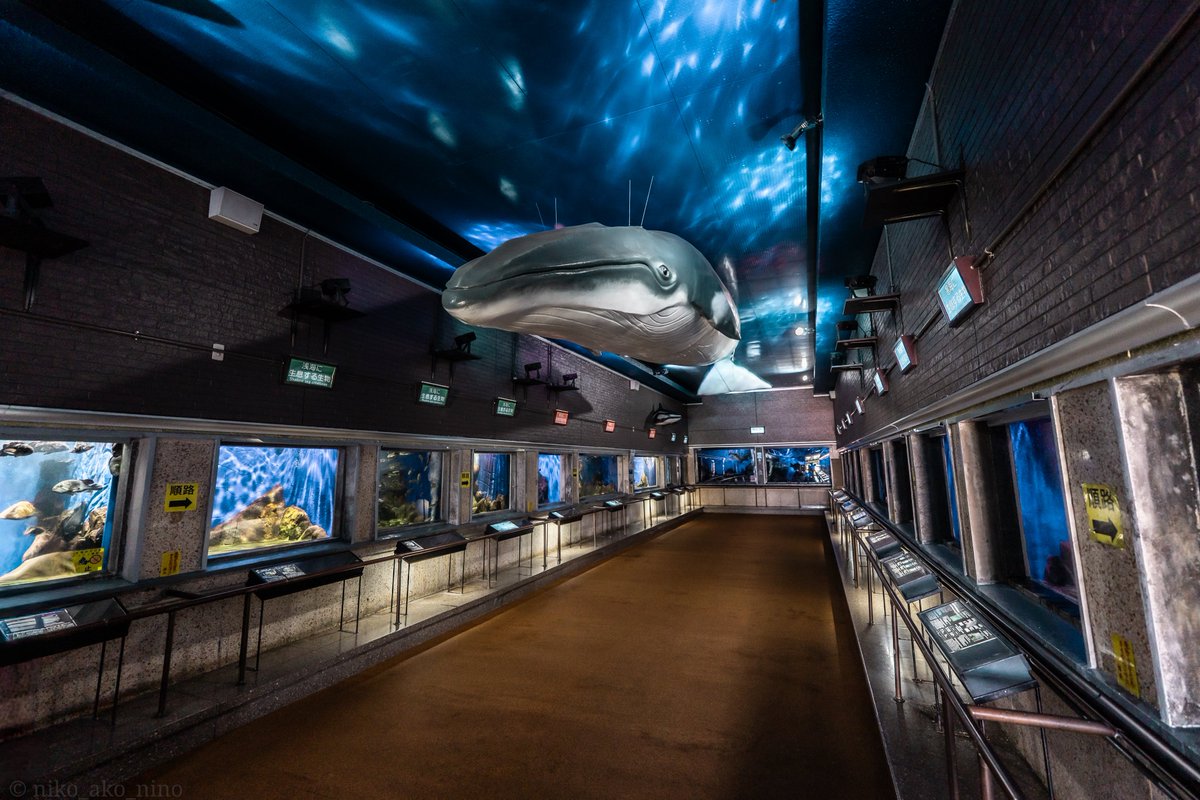 ako03201's tweet photo. 1年のうち約半年間しか営業してない室蘭水族館。
400円で入れるなんてお財布に優しすぎる。 https://t.co/R2zMtVmewq