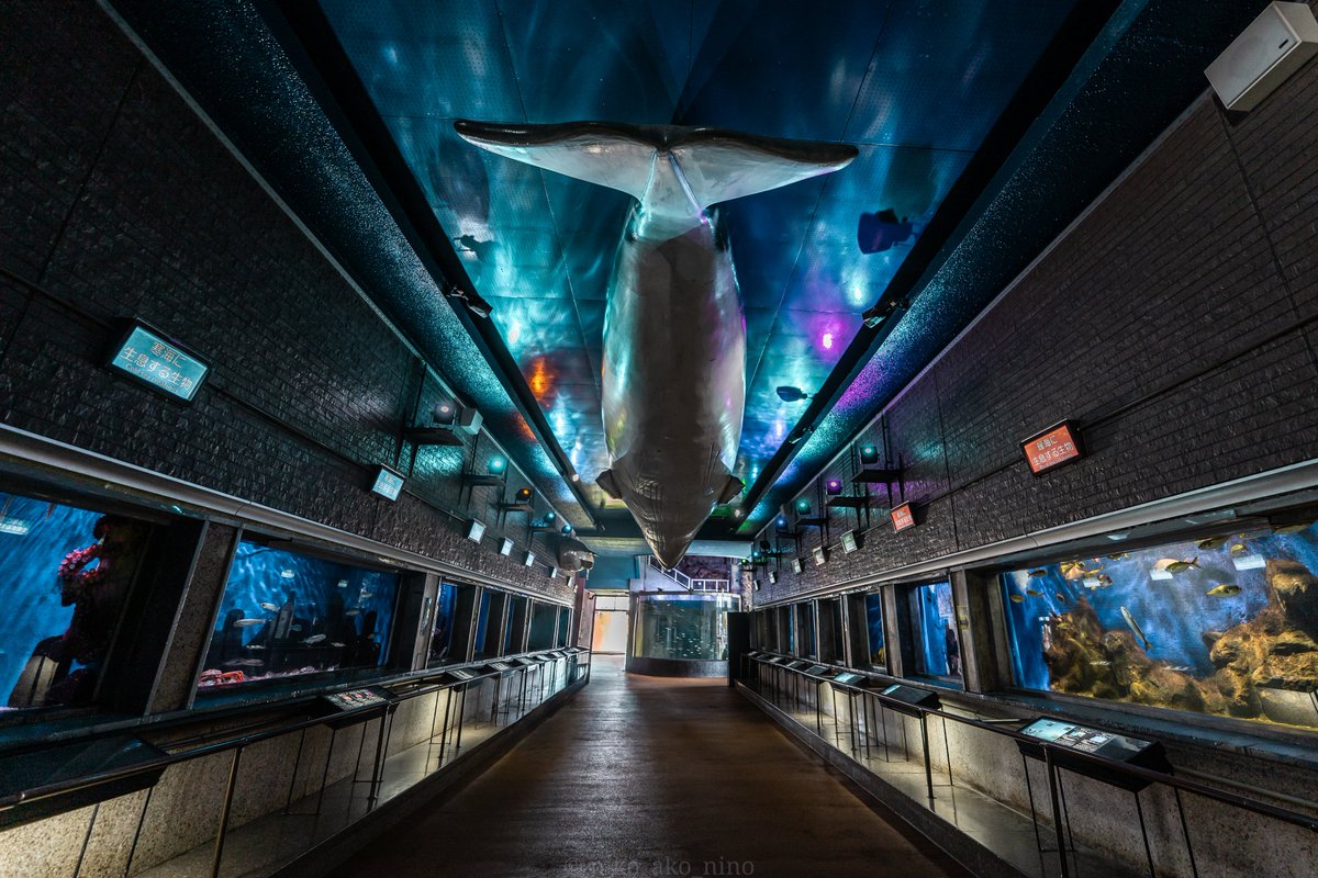 ako03201's tweet photo. 1年のうち約半年間しか営業してない室蘭水族館。
400円で入れるなんてお財布に優しすぎる。 https://t.co/R2zMtVmewq