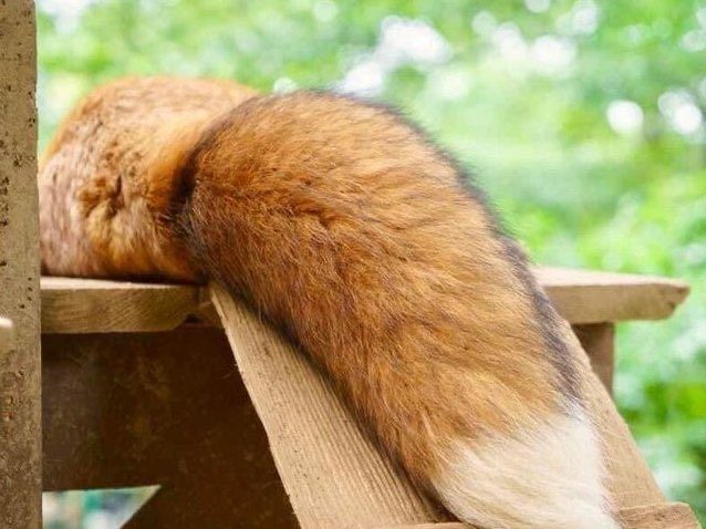 AdinoRedFox's tweet photo. HAPPY NATIONAL FOX DAY!

FOXES ARE THE BEST! https://t.co/zRLuwpOFna