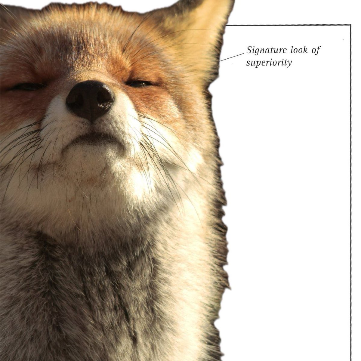 AdinoRedFox's tweet photo. HAPPY NATIONAL FOX DAY!

FOXES ARE THE BEST! https://t.co/zRLuwpOFna