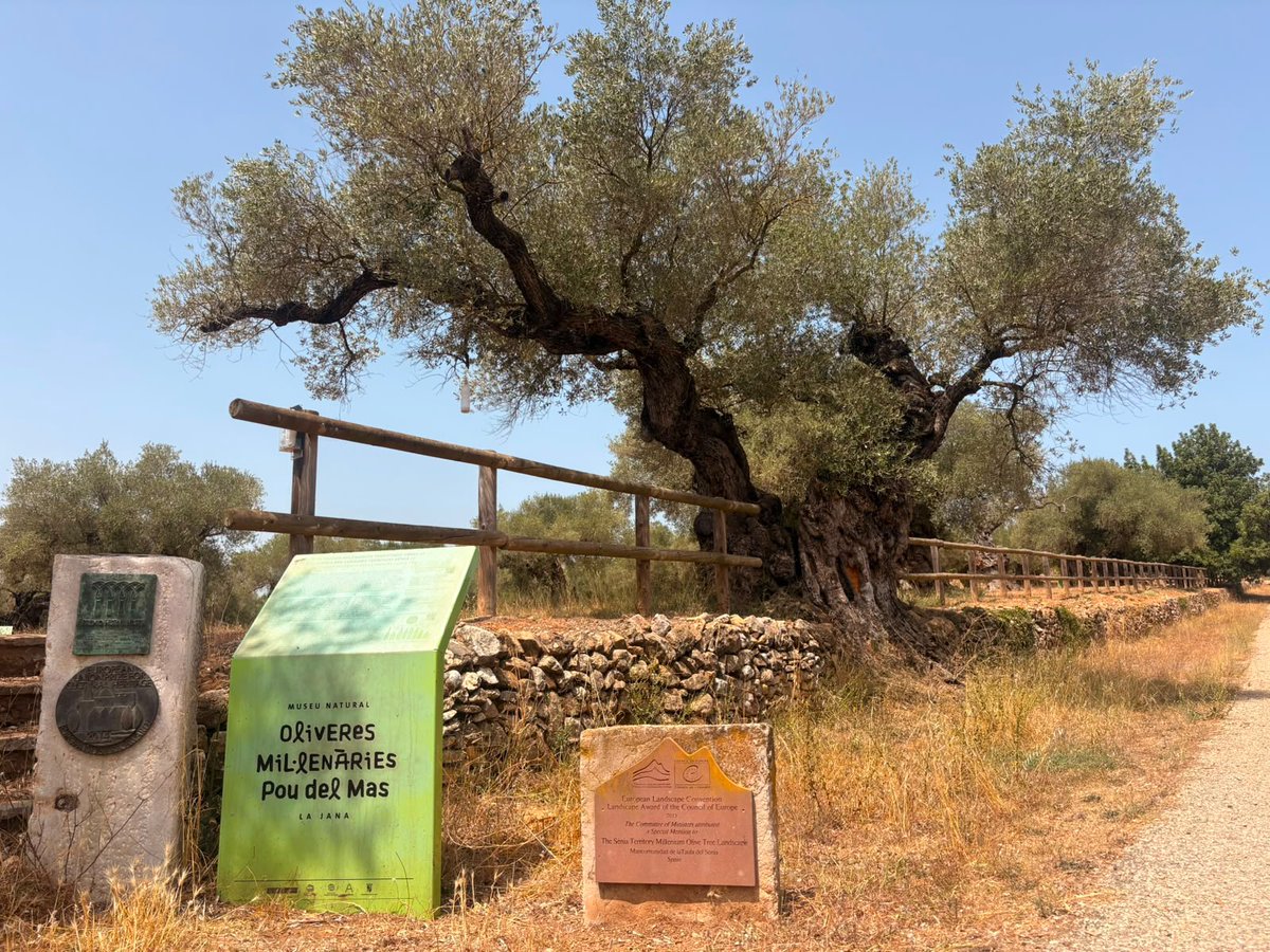 Olivo milenario
