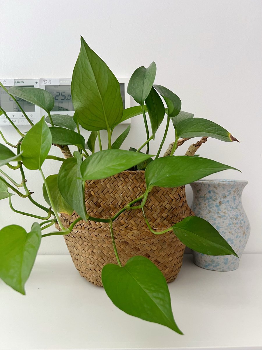 mimik318319's tweet photo. How to keep your pothos lush u0026 happy  Place it in bright indirect light, water when the top 2 inches of soil are dry, and wipe leaves monthly to remove dust! Perfect for new plant parents  #PlantCareTips https://t.co/ovz0cFPVID