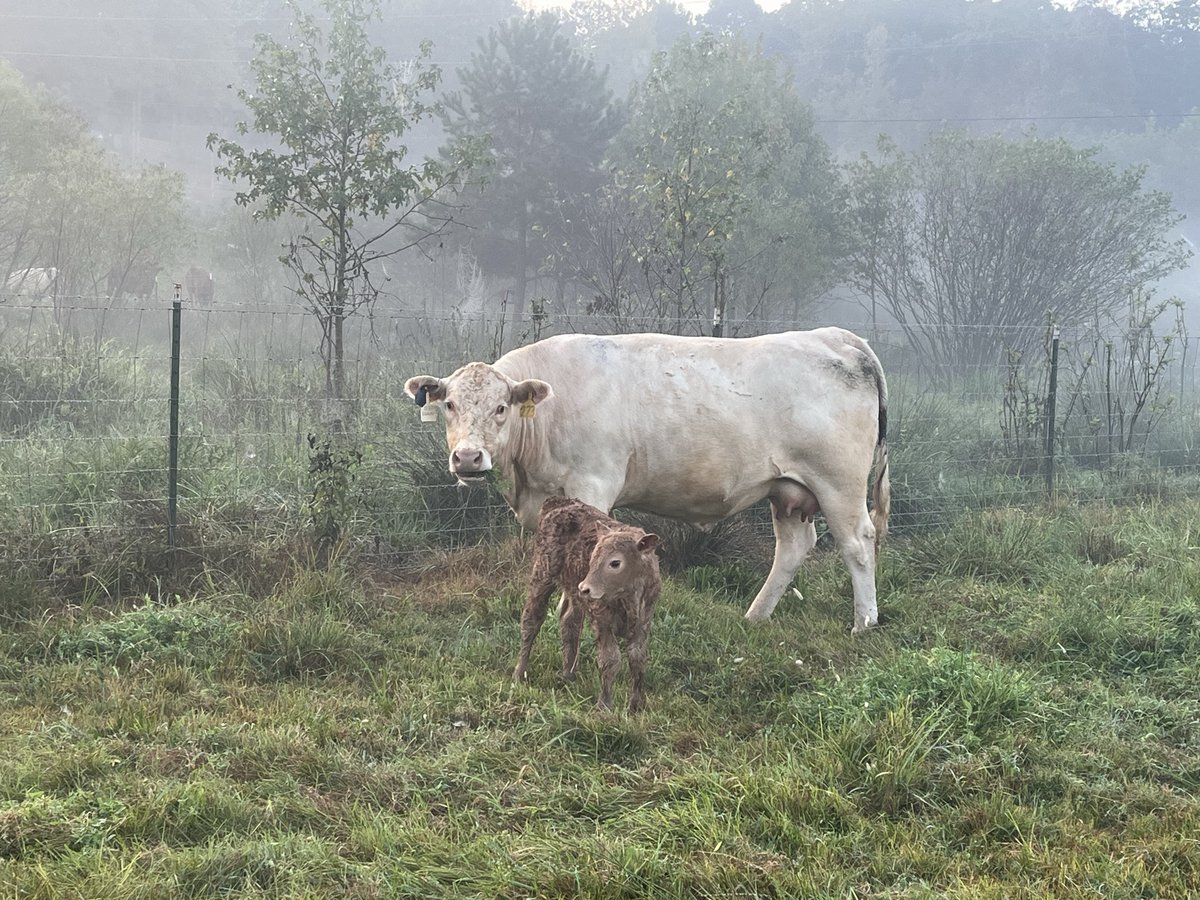 ShawnForGeorgia's tweet photo. Happy to announce fall calving season has begun! Snowflake had an 80-pound boy late last night. I entered him into the system early this morning.

Snowflake is doing fine, friendly as ever, and trusts me with her little one.

Always a good day when there’s a new little one on the farm!