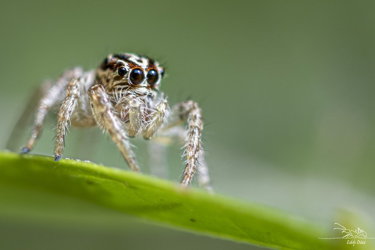 bioeddy tweet picture