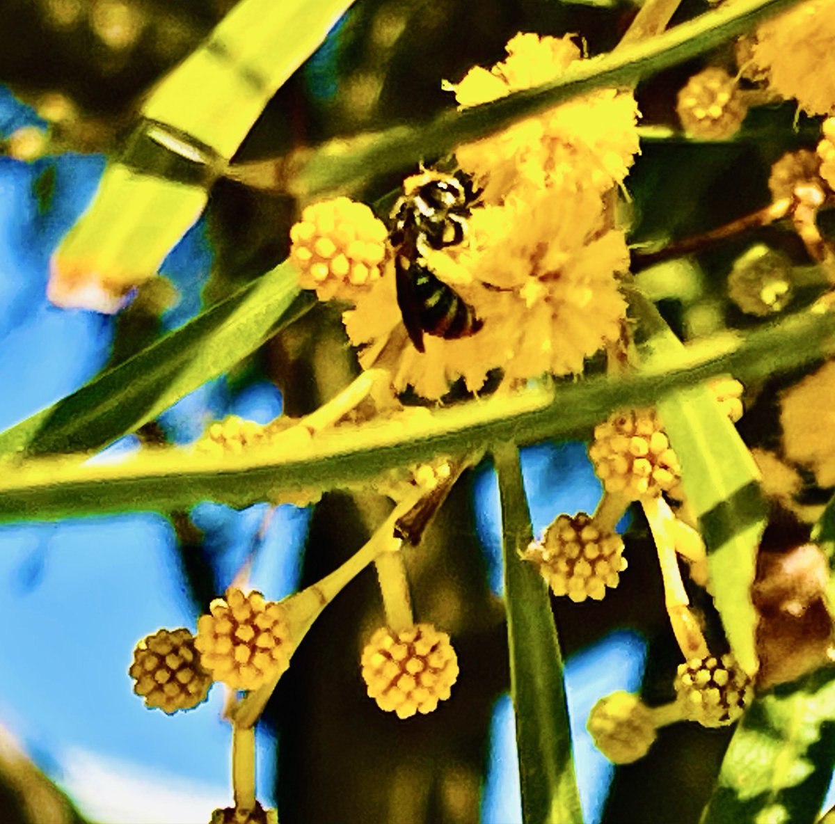 2i5jji's tweet photo. 📌🐝 WELCOME TO QUANTUM PAULY 🌎🦋
🌸 Waiting silently in a dark earth to Spring

✨ Forth her Colourful Light…

🌼 A baby Marigold Mother sings ☀️
🐝 First Bee in Kurnell on the 1st day of Spring’s Native Wattle Flower.

🎵 Did you know Bee’s hum the musical note of “B” when flying?
🍯 It takes 12 Bees their entire life cycle to make 1 teaspoon of honey.
🌌 “Our Universe Is Energy, Frequency & Vibration.”
— Nicola Tesla

🌱🌍 Making people find their childhood self to live, laugh & love for their Mother Earth. 💚
🦋 Nature • Bees • Flowers • Earth • Life ✨

👉 Follow @Qantum_Pauly and join the journey 🌎🐝
💚 Let’s reconnect with nature, wonder and the beauty of our Mother Earth.

#Bees 🐝 #Nature 🌿 #MotherEarth 🌍 #Spring 🌸 #Kurnell #QuantumPauly #Flowers 🌼 #SaveTheBees 🍯 #Energy #Frequency #Vibration