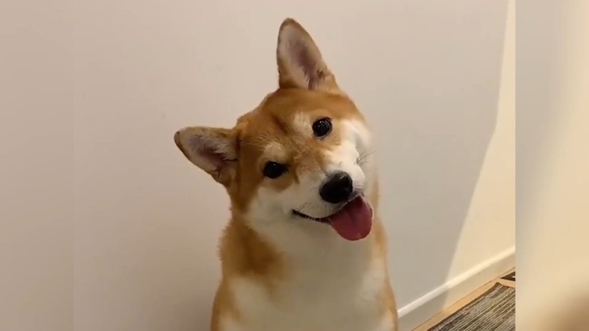 jth4403's tweet photo. My pup just nailed her first "sit" and stole my whole heart in the process  Watching this tiny ball of fur grow one silly trick at a time is the best adventure ever!， https://t.co/rjlZqcJDYo