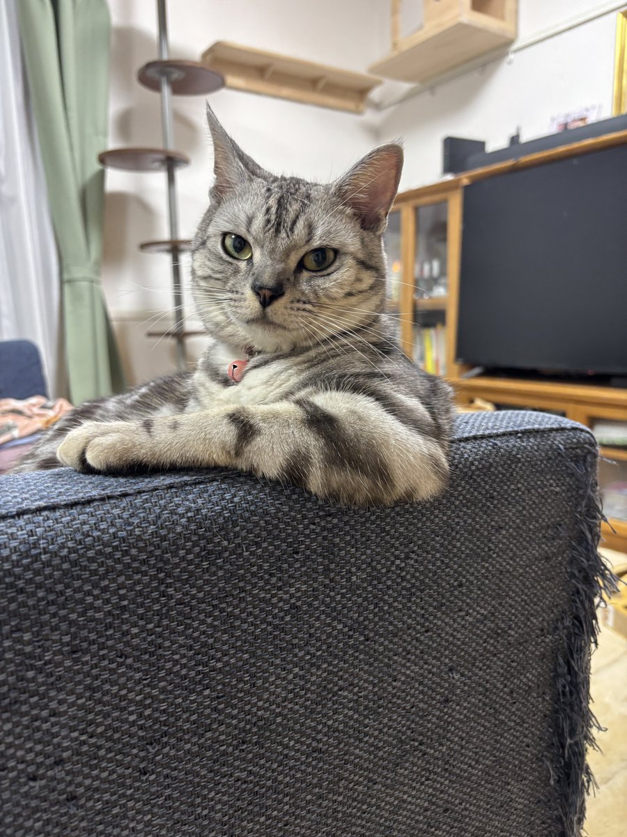 tai_kim's tweet photo. 悩みごと相談、１時間２万円

#猫のいる暮らし 
#猫のいる幸せ https://t.co/JYpXzdaZb4