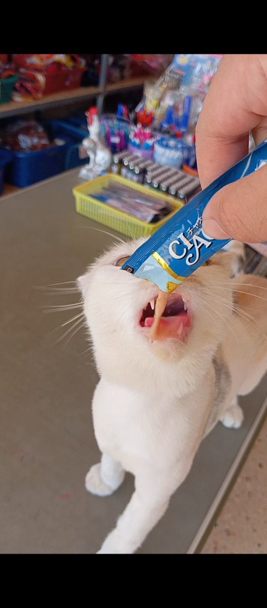FlowFourFo's tweet photo. ฮารุของพ่อ ~~ 😸 อร่อยเลยจิ https://t.co/UfDrPryhRn