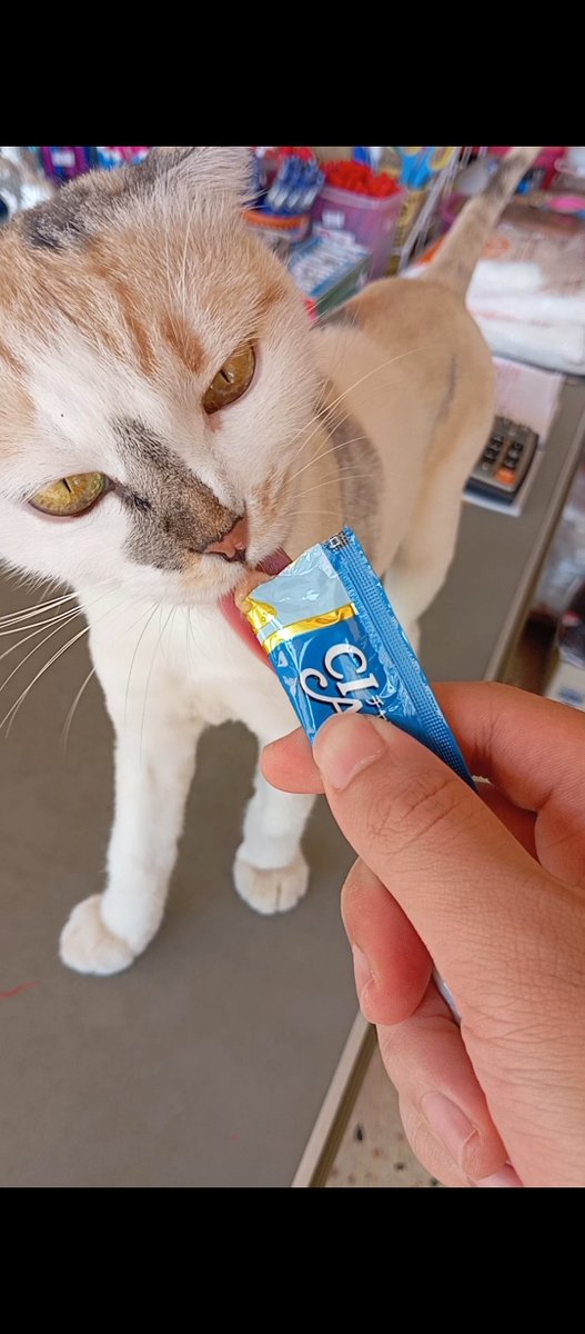 FlowFourFo's tweet photo. ฮารุของพ่อ ~~ 😸 อร่อยเลยจิ https://t.co/UfDrPryhRn