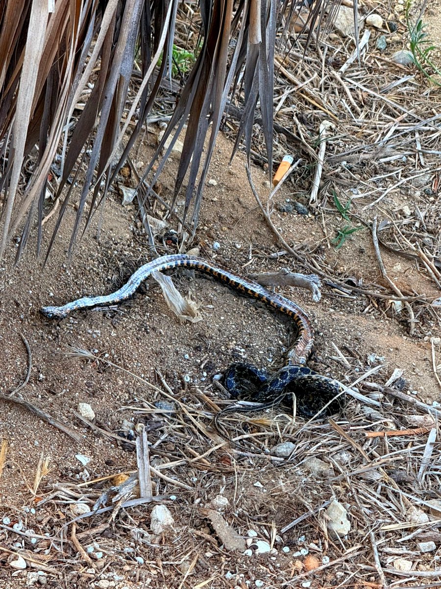 AIGaditana's tweet photo. 🐍😱 No es la jungla, es Cádiz, Bruno!!! https://t.co/J5XSRc3hmq