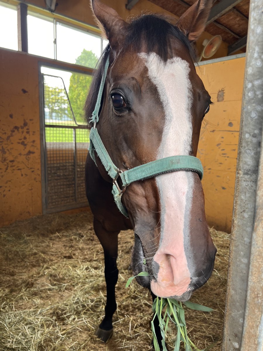 kifarmjp's tweet photo. もぐもぐ、こんにちは～2019年にチャレンジCを優勝したロードマイウェイです✨✨
競走生活引退後はケイアイファームで騎乗スタッフの練習を担当するなど、元気に過ごしていますよ～😊🏇 https://t.co/N9B3UGXM0G