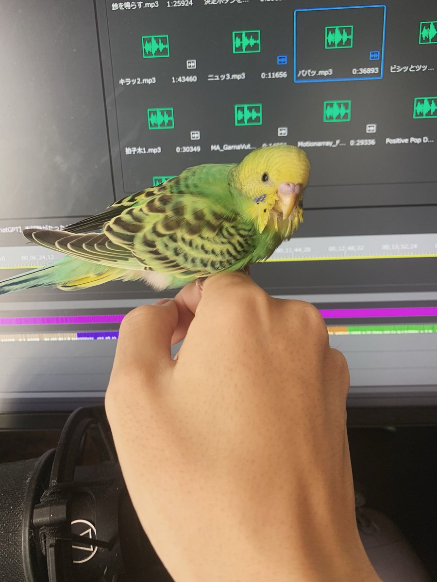 miraittv's tweet photo. 実は一昨日怪我して弱っているインコを保護しまして...
病院に連れて行って今日飛び回れるくらい回復しました

飼い主さんが見つからなそうなのでこのまま家族になりそうです
名前はまだ決まってない https://t.co/3bMjT6h17k