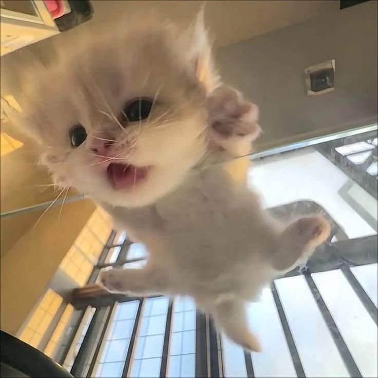 nekocatts's tweet photo. MEEEEEEEEEEEEOW https://t.co/u9iQ4IaHUe