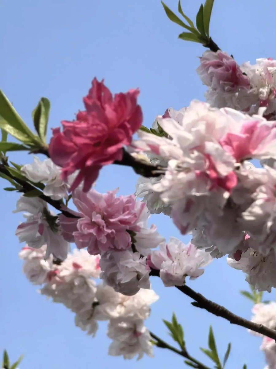 alinc499040's tweet photo. A gentle breeze carries the sweet scent of blooming peach blossoms—spring is here and life feels fresh again! https://t.co/JmlvwdLeUC