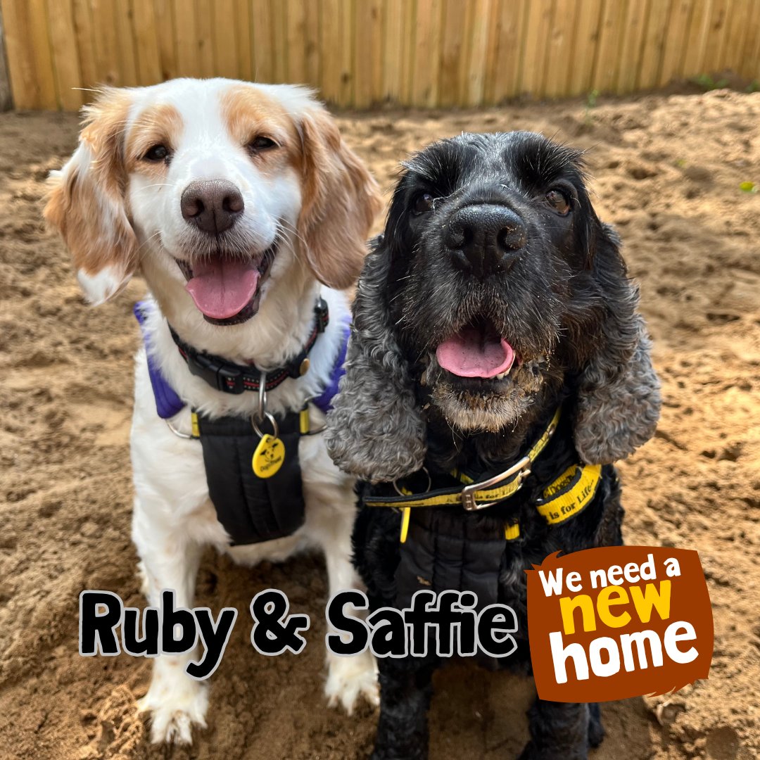 DT_Ilfracombe's tweet photo. Ruby and Saffie are looking for a home where they can stay together as a well-bonded pair. 💛🐶💛
📍@DogsTrust #Ilfracombe 

Visit our website. 🏡
👉 https://t.co/NWfsshdhlv 

#ADogIsForLife #AdoptADog https://t.co/nQHEMC1FAJ