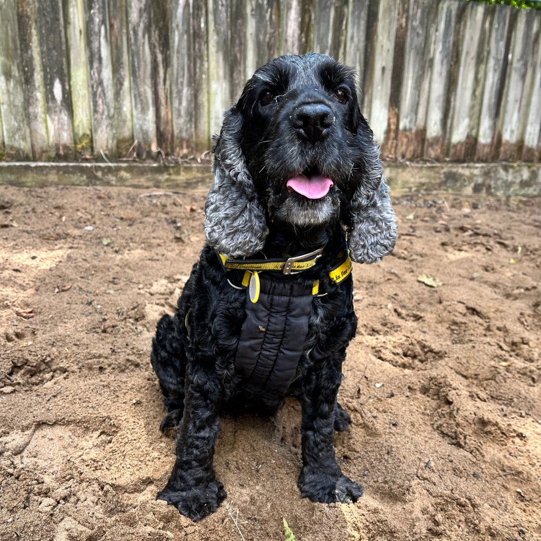 DT_Ilfracombe's tweet photo. Ruby and Saffie are looking for a home where they can stay together as a well-bonded pair. 💛🐶💛
📍@DogsTrust #Ilfracombe 

Visit our website. 🏡
👉 https://t.co/NWfsshdhlv 

#ADogIsForLife #AdoptADog https://t.co/nQHEMC1FAJ