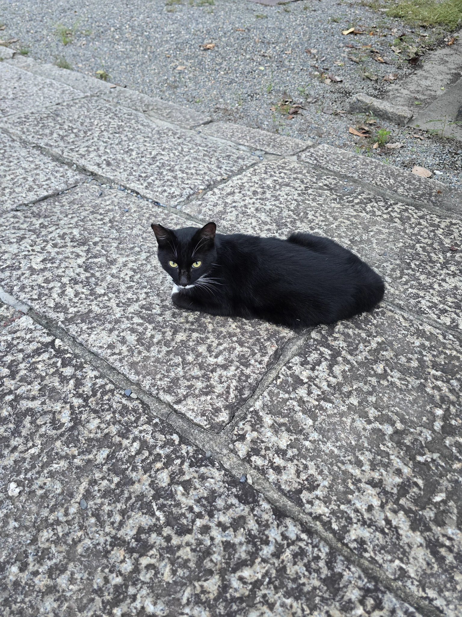 逃げるネコ 🌎🌕たきゅーᶘ⁠ ⁠ᵒ⁠ωᵒ⁠ᶅ⁠🐈️🐈‍⬛ on X: 
