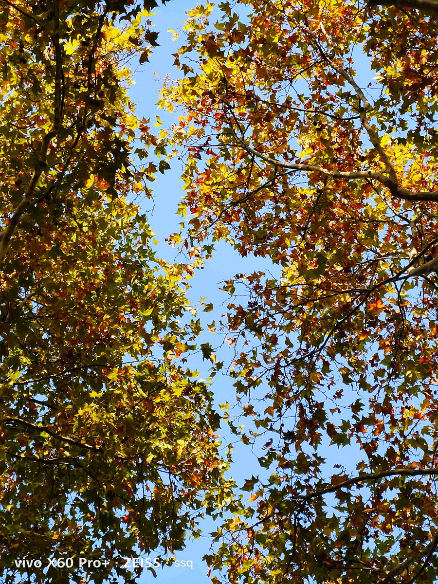 alesq420904's tweet photo. Fresh autumn breeze, golden leaves crunching underfoot, and iced coffee hits just right at 10AM  What’s your favorite fall vibe https://t.co/gELq1wZkxo