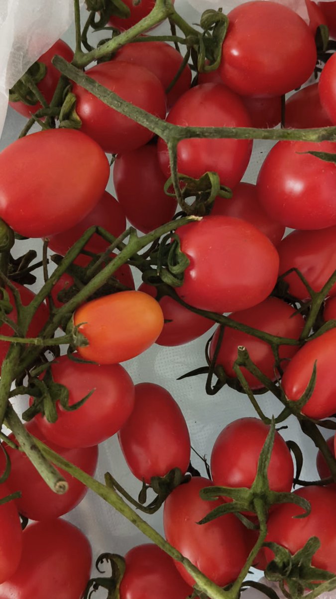 alint939979's tweet photo. Just tried the new organic cherry tomatoes from our local farm—bursting with sweet, sun-ripened juice and zero weird aftertastes! Perfect for salads or snacking https://t.co/MuyAVkvXKH