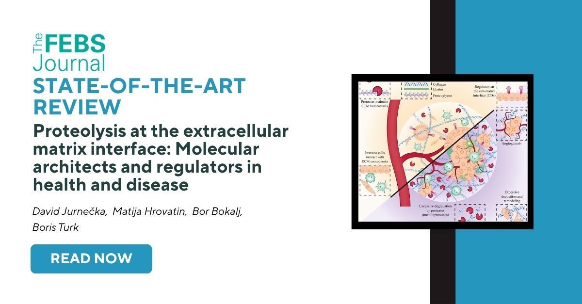 FEBSJournal's tweet photo. ✨ Today, we encourage you to read the State-of-the-Art Review, featured in our Special Issue on ‘Extracellular Matrix- Proteases Crosstalk’. 

📕 Proteolysis at the extracellular matrix interface: Molecular architects and regulators in health and disease

 📖 The extracellular matrix (ECM) is a dynamic scaffold that orchestrates tissue architecture and cellular communication. A critical but underexplored interplay between proteases and cluster of differentiation molecules (CD) governs ECM turnover and directs cell fate. This review synthesizes how the disruption of this protease-CD crosstalk drives pathogenesis and highlights emerging therapies that target these networks and ECM-mimetic scaffolds to restore tissue homeostasis.

 ✍ David Jurnečka, Matija Hrovatin, Bor Bokalj, Boris Turk

 Explore the State-of-the-Art Review, here ➡️ https://t.co/g0Z2MHo727

 #ECM #protease #proteolysis #scaffold #tissuehomeostasis