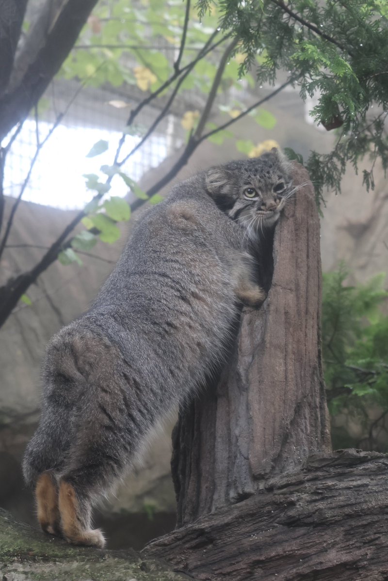 nakprstaff's tweet photo. むぎゅっ

#那須どうぶつ王国
#nasuanimalkingdom
#マヌルネコ
#アブリコース https://t.co/UuqCE27lVX