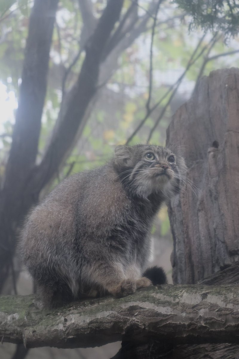 nakprstaff's tweet photo. むぎゅっ

#那須どうぶつ王国
#nasuanimalkingdom
#マヌルネコ
#アブリコース https://t.co/UuqCE27lVX