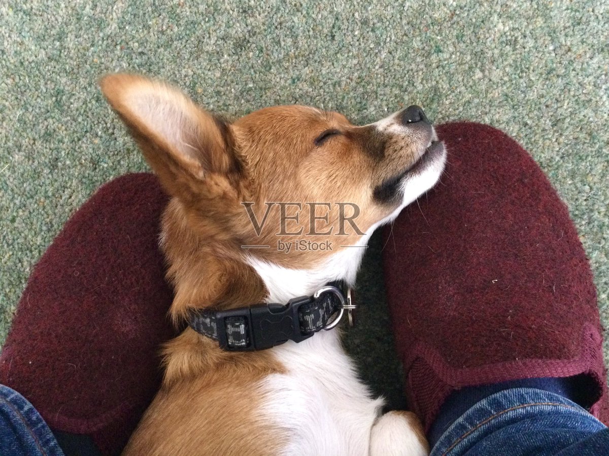 mydukzillife's tweet photo. Nothing beats coming home to a wagging tail and warm cuddles  My pup turns every ordinary day into a joyful adventure! https://t.co/eq112eTHp3