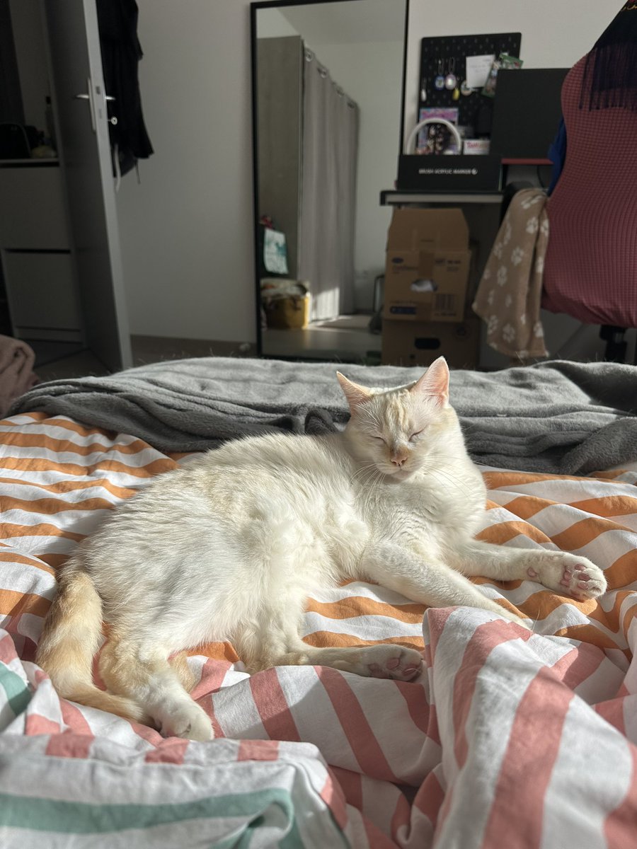 lattechat_'s tweet photo. dure dure la vie https://t.co/lRCC5WdQGX