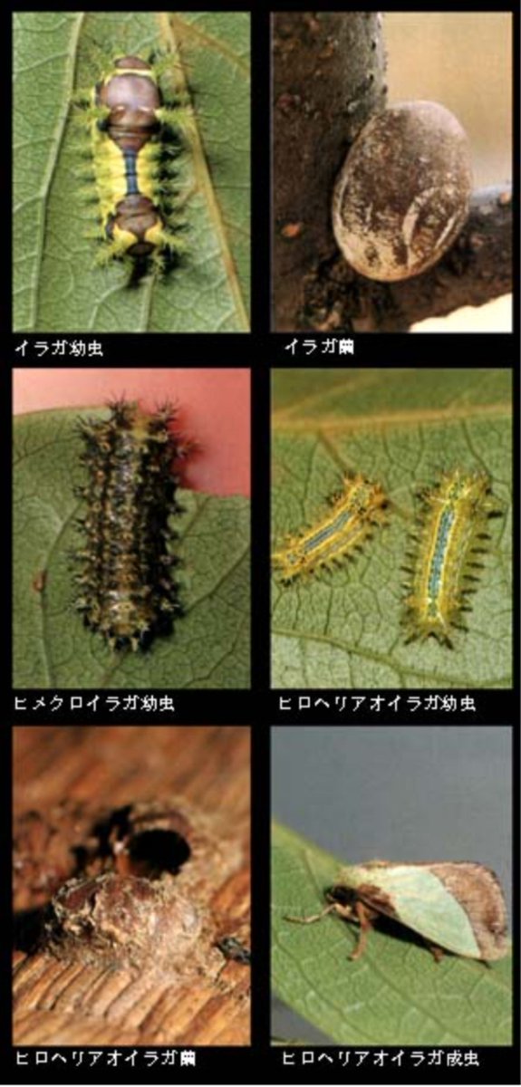 wasi_ken's tweet photo. イラガの幼虫は刺されると激痛😭
#シンラジオ https://t.co/LTJC26MyzD