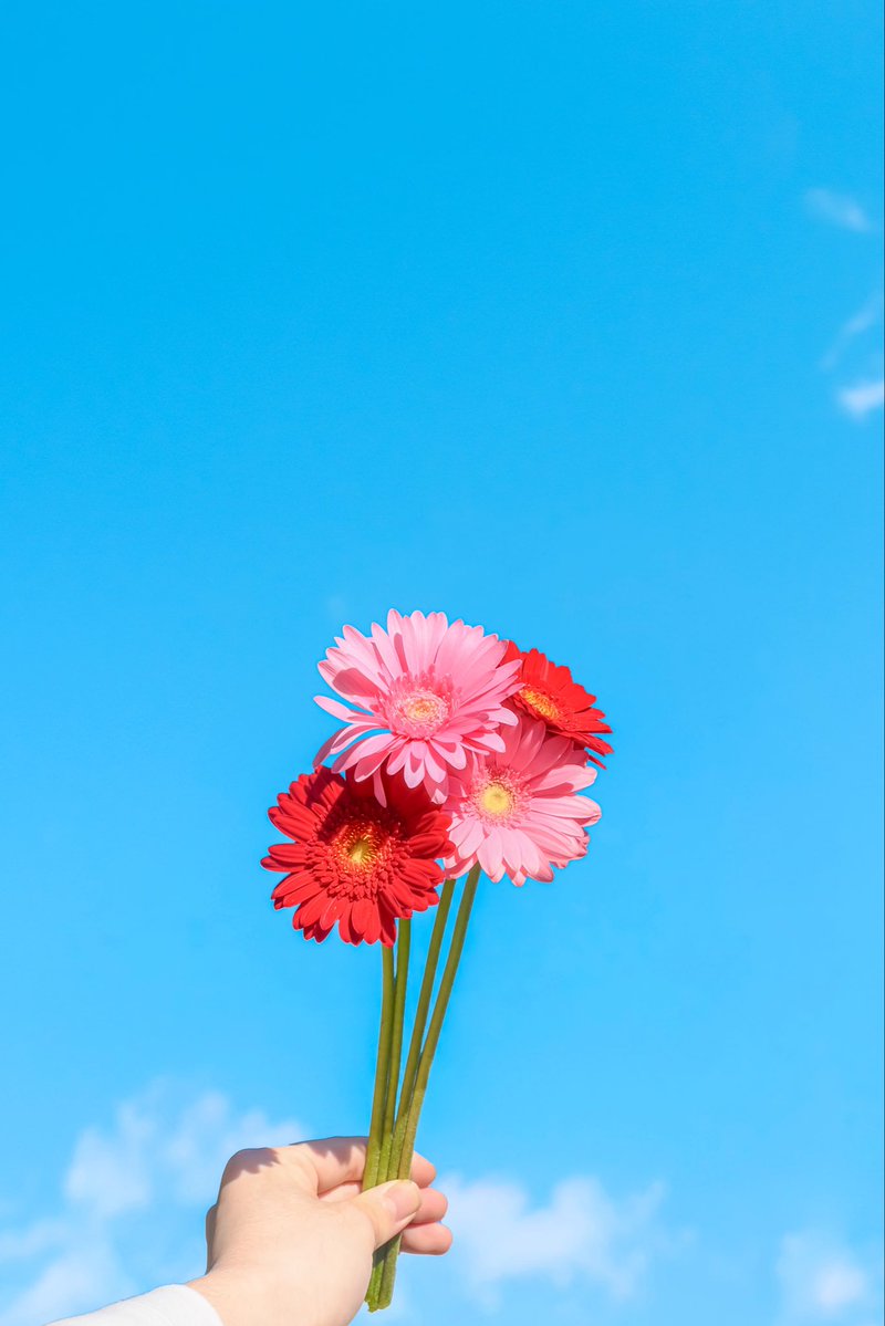 Noah_photobook's tweet photo. お花が好きな人に届きますように。 https://t.co/erzBnvDFVs