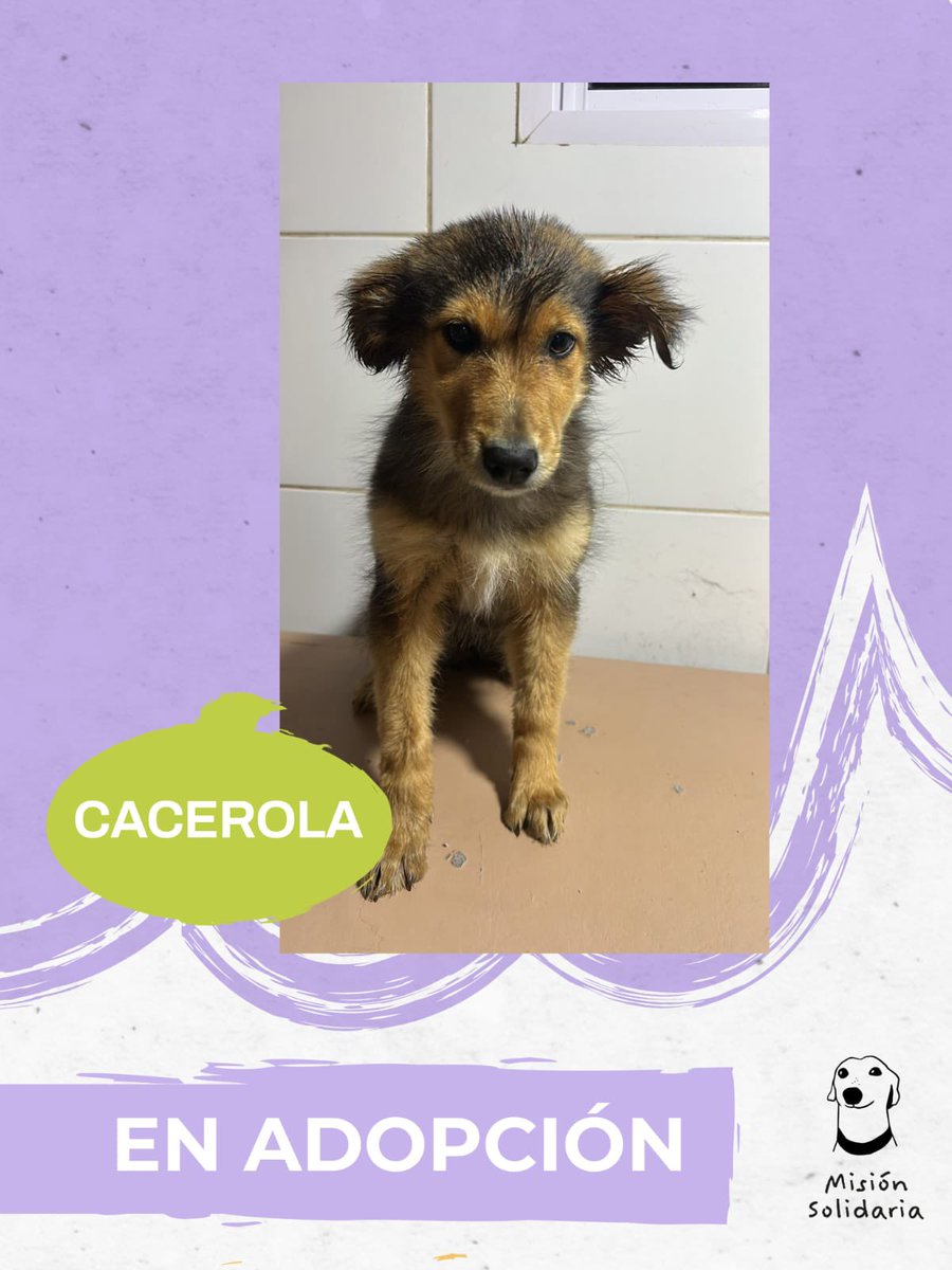 lagarzasosa_'s tweet photo. Cacerola tiene 2 meses. 
Está desparasitada y va a ser de tamaño mediano. Mas que lista para formar parte de tu familia.
Zonas CABA y GBA
Queres adoptarla? Escribime!
misionsolidariatwitter@gmail.com
Asunto: Yo quiero una cacerola!
RT porfa https://t.co/yly3ZvrH0z